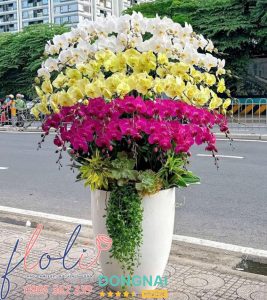 Shop hoa Lan Hồ Điệp ở Biên Hòa