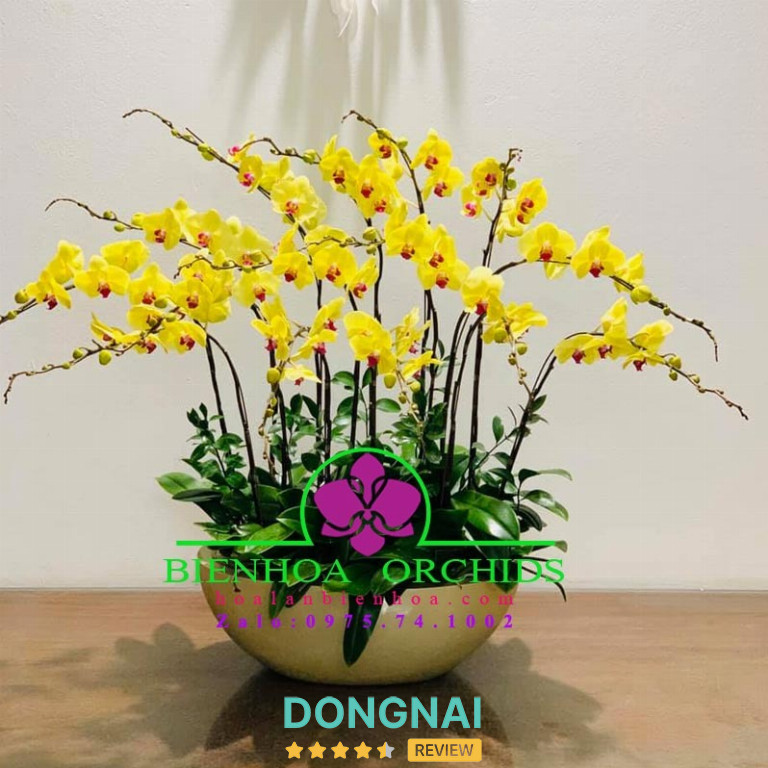 Hoa Lan Biên Hòa - Số 2 KP 6