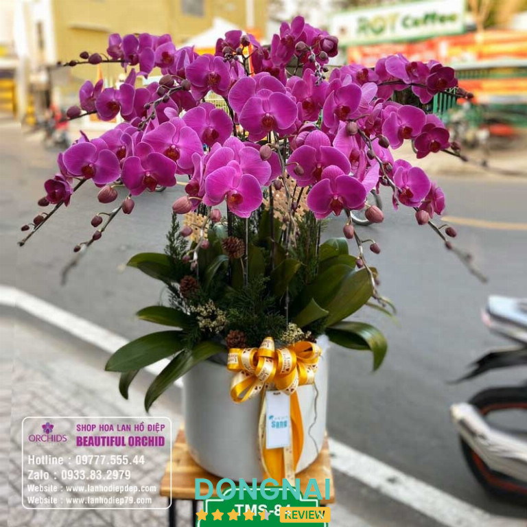 Shop Lan Hồ Điệp 79 - 174 Nguyễn Ái Quốc