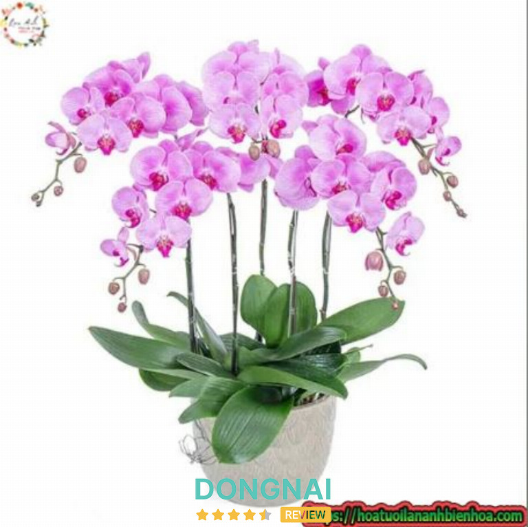 Hoa Tươi Lan Anh - 1 Đồng Khởi