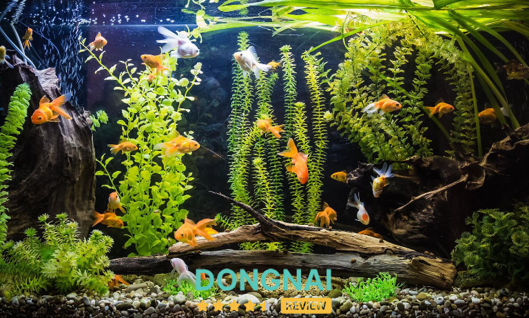 Cá Cảnh Hồng Duy - Biên Hòa 