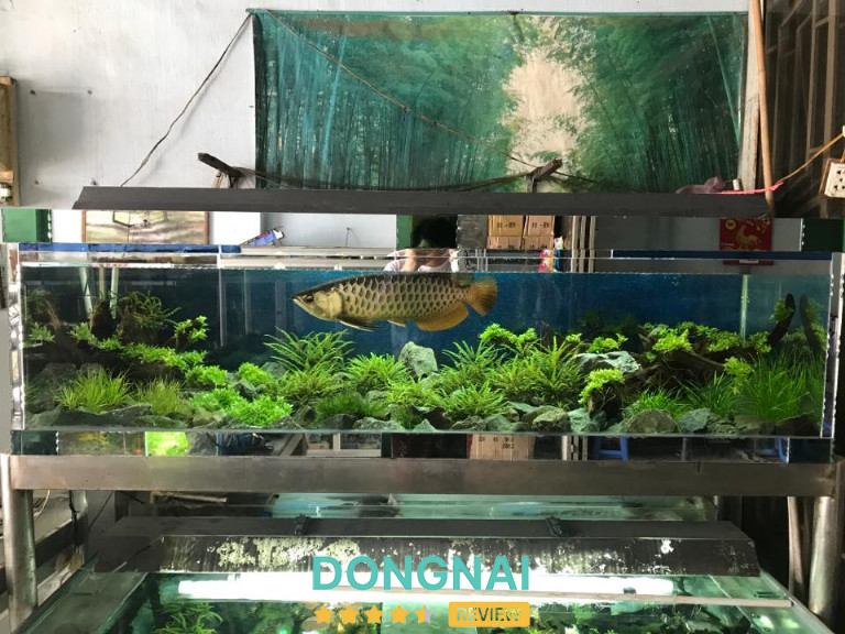 Cá cảnh Tân Tiến - Biên Hòa 