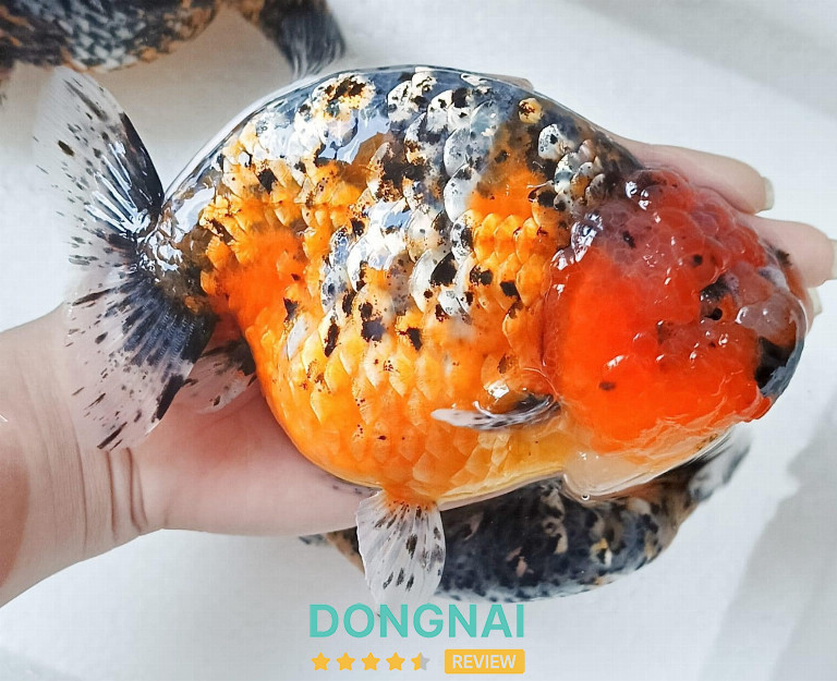 cửa hàng cá cảnh ở Đồng Nai 