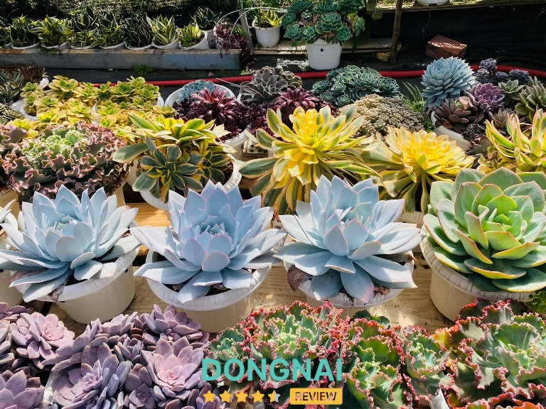 Chọn cây phù hợp với không gian trưng bày