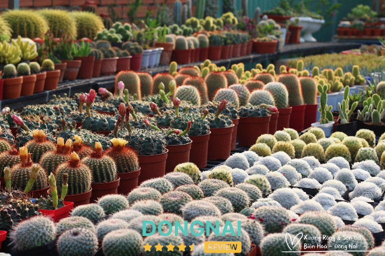 Vườn Xương Rồng Sen Đá – 1270 Đồng Khởi