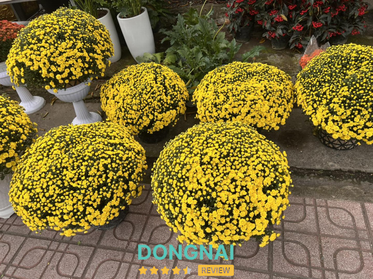 Shop Cây Cảnh Biên Hòa – 238 Nguyễn Ái Quốc