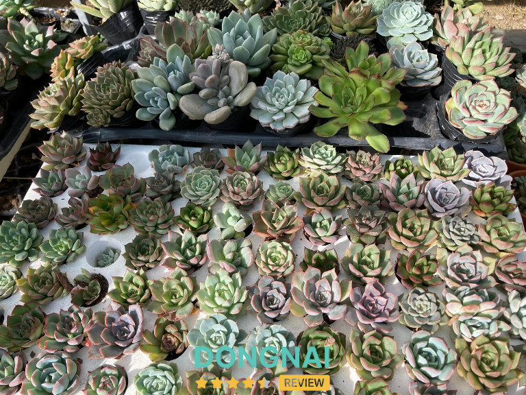 Cửa hàng Lâm Viên Biên Hòa – 4/5 KP4, Tổ 24, Huỳnh Văn Nghệ