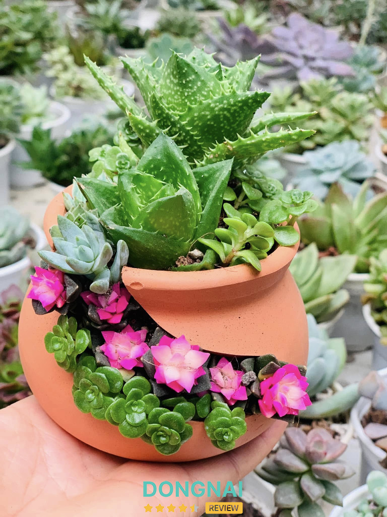 Chậu đất nung và Sen đá Hải Thiên - 128 Nguyễn Thái Học