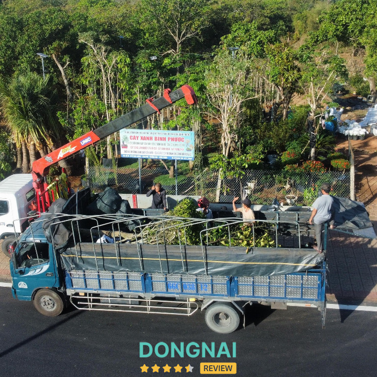 Cây Xanh Bình Phước - 68 Hồ Xuân Hương